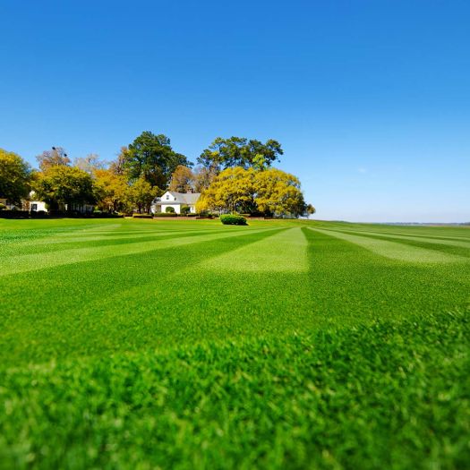 Picture of lawn and blue sky